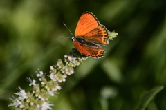 Lycaena thersamon