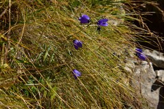 Campanula scheuchzeri