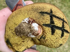 Boletus subgraveolens