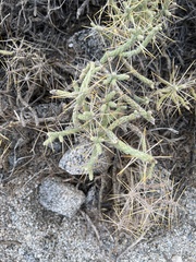 Cylindropuntia ramosissima