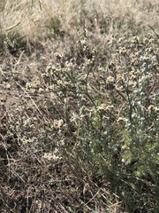Eriogonum effusum