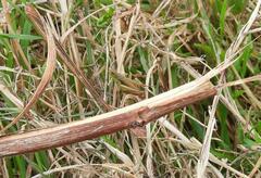 Chorthippus albomarginatus