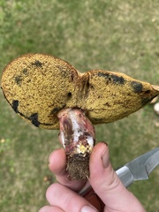 Boletus subgraveolens