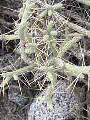 Cylindropuntia ramosissima