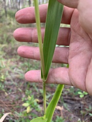 Panicum hemitomon