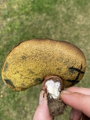 Boletus subgraveolens