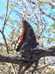 Charaxes jasius
