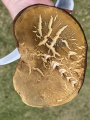 Boletus subgraveolens