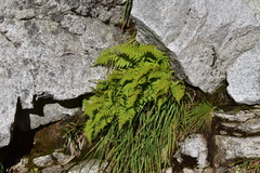 Athyrium distentifolium