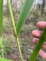 Panicum hemitomon