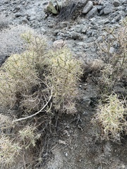 Cylindropuntia ramosissima