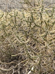 Cylindropuntia ramosissima
