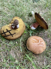 Boletus subgraveolens