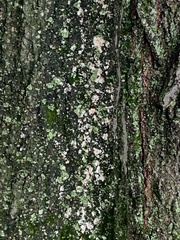 Physcia millegrana