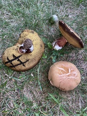 Boletus subgraveolens
