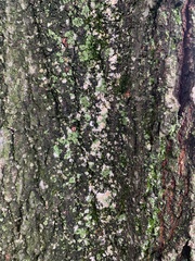 Physcia millegrana