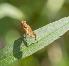 Tetanocera