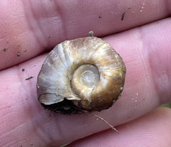 Planorbella trivolvis