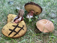 Boletus subgraveolens