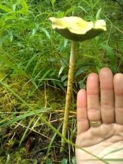 Protostropharia alcis