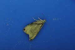 Olethreutes exoletum