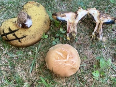 Boletus subgraveolens