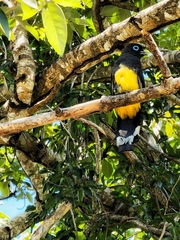 Trogon melanocephalus