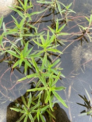 Proserpinaca palustris