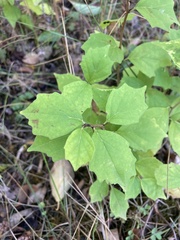 Maclura tricuspidata
