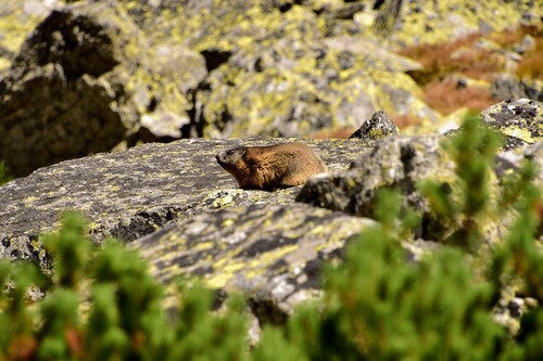 Svišť vrchovský tatranský (Marmota marmota latirostris)