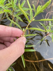 Proserpinaca palustris