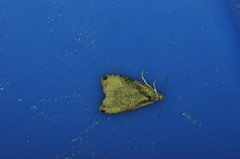 Olethreutes exoletum