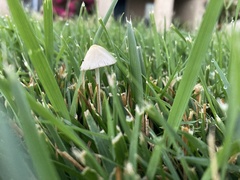 Fungi