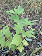 Maclura tricuspidata