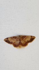 Idaea demissaria