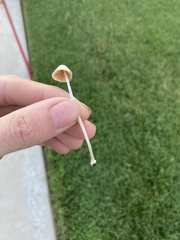 Fungi