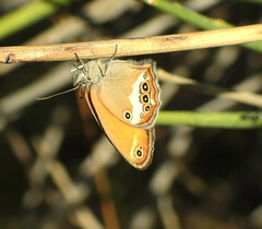 Coenonympha arcania