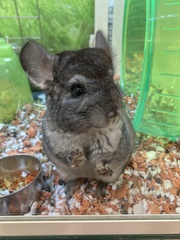 Chinchilla