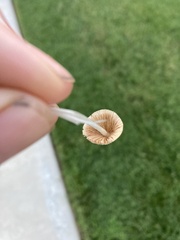 Fungi