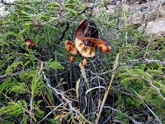 Painteria elachistophylla