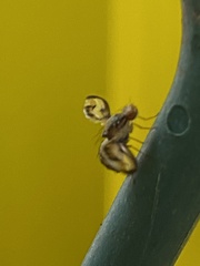 Toxonevra muliebris