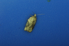 Acleris braunana