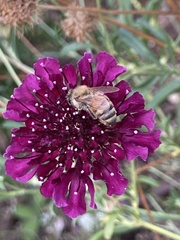 Apis mellifera