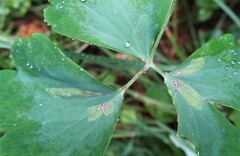 Phytomyza aquilegiae