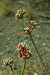 Eriogonum elatum