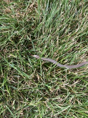 Thamnophis sirtalis pallidulus