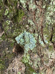 Flavopunctelia flaventior