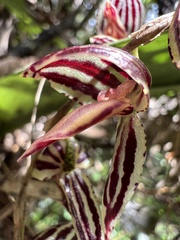 Pleurothallis
