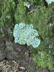 Flavopunctelia flaventior