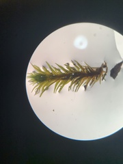 Atrichum altecristatum